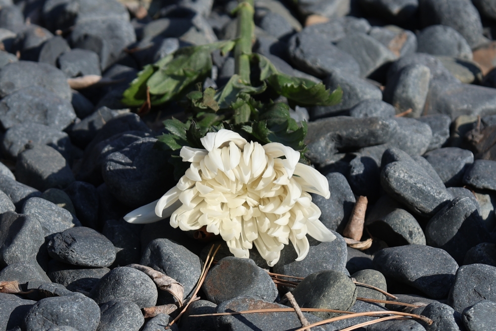 [크기변환]20260208모란봉사사진 (28).jpg