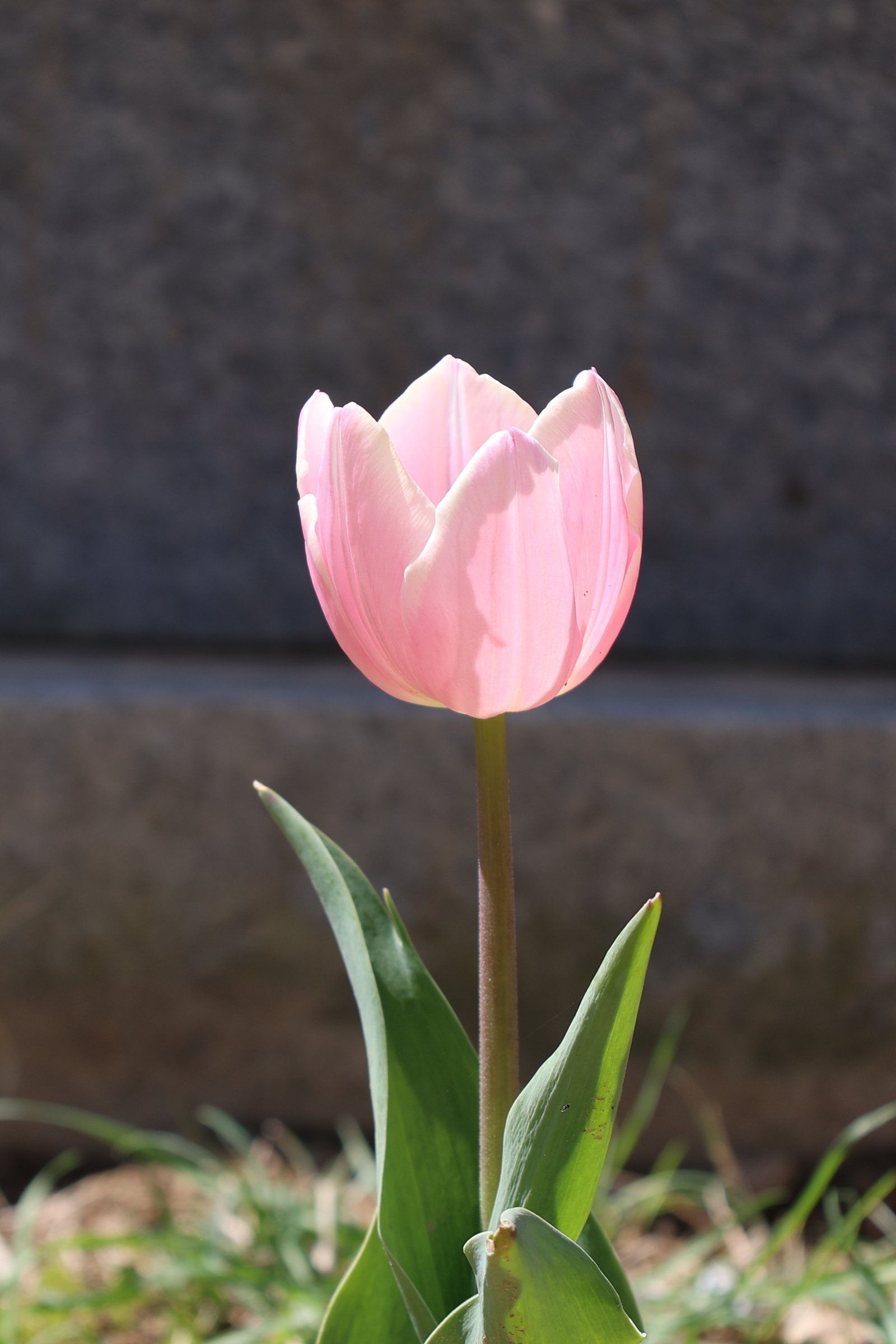 [크기변환]20260412모란봉사사진 (93).jpg