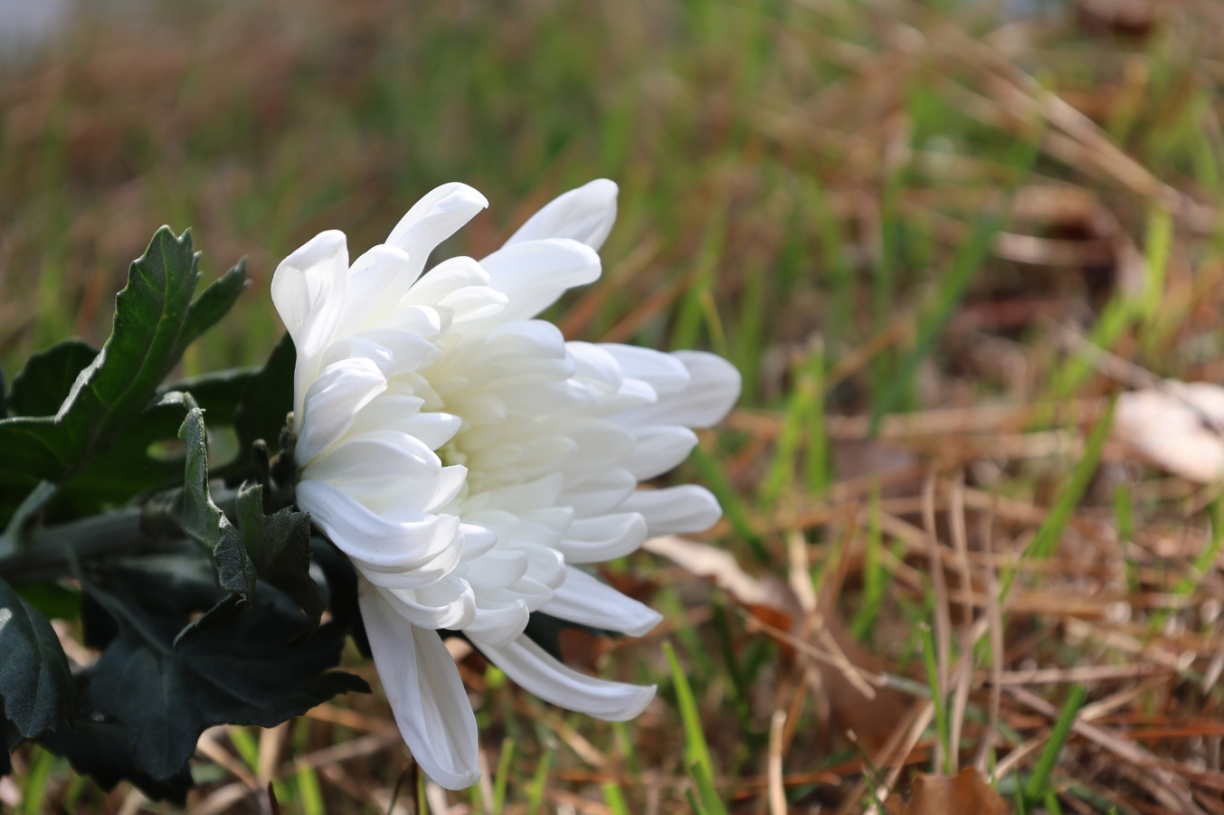 [크기변환]20251109모란봉사사진 (39).jpg