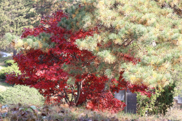 [크기변환]20251109모란봉사사진 (51).jpg