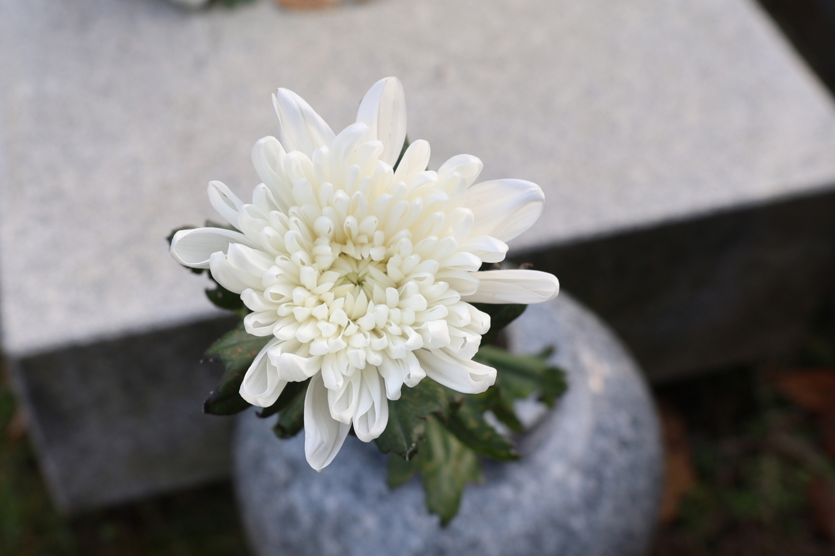 [크기변환]20251109모란봉사사진 (47).jpg